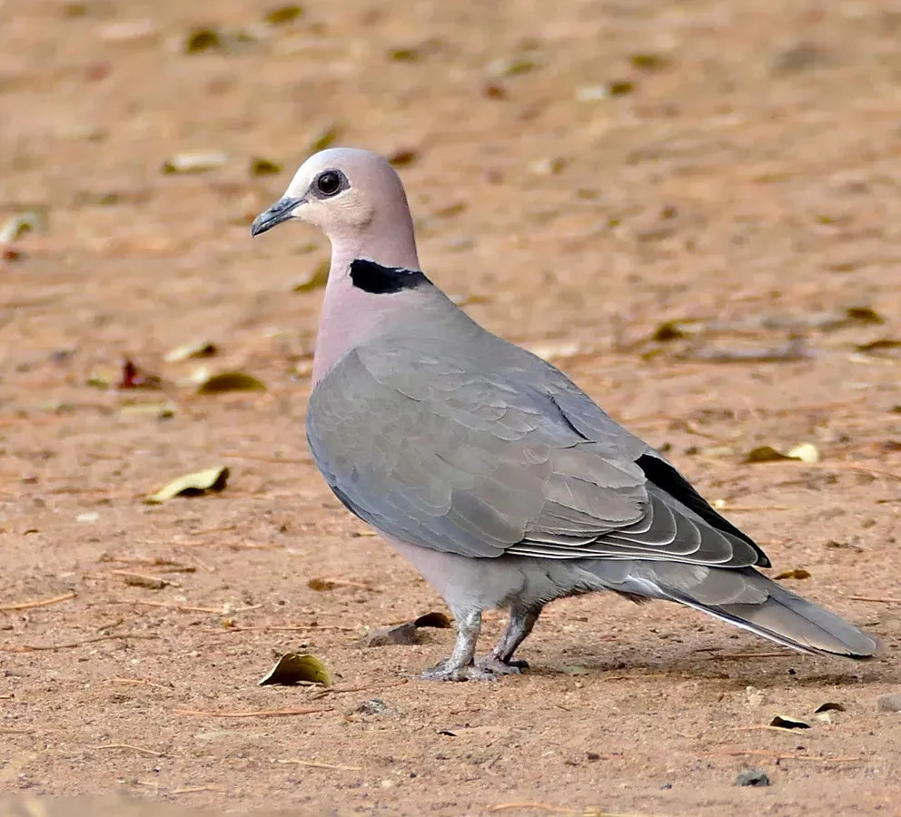 File:Red-eyed Dove (Streptopelia semitorquata) (32346608062), crop.jpg