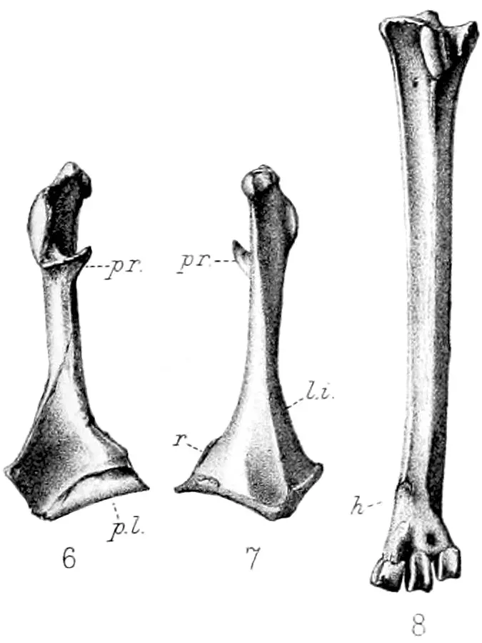 File:Nycticorax mauritianus 2.jpg