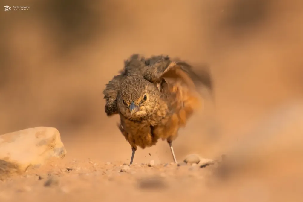File:Ammomanes phoenicura 211106421.jpg