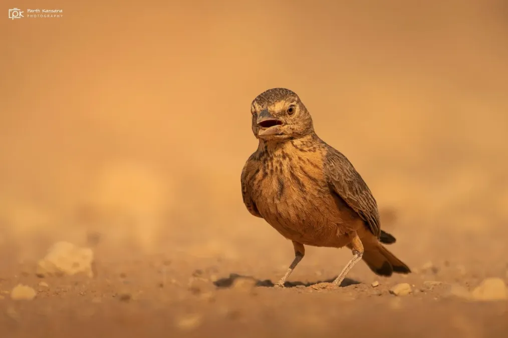File:Ammomanes phoenicura 157952385.jpg