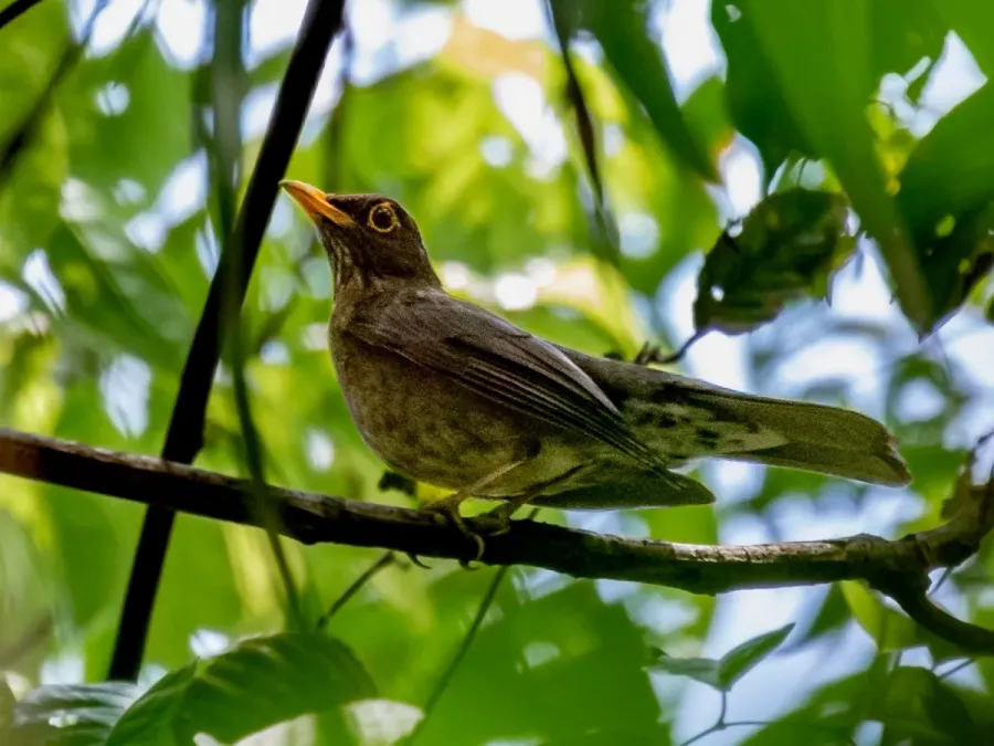 File:Turdus lawrencii Lawrence's Thrush; Porto Velho, Rondônia, Brazil.jpg