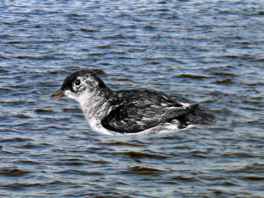 File:Procellariidae - Pelecanoides urinatrix exsul.jpg