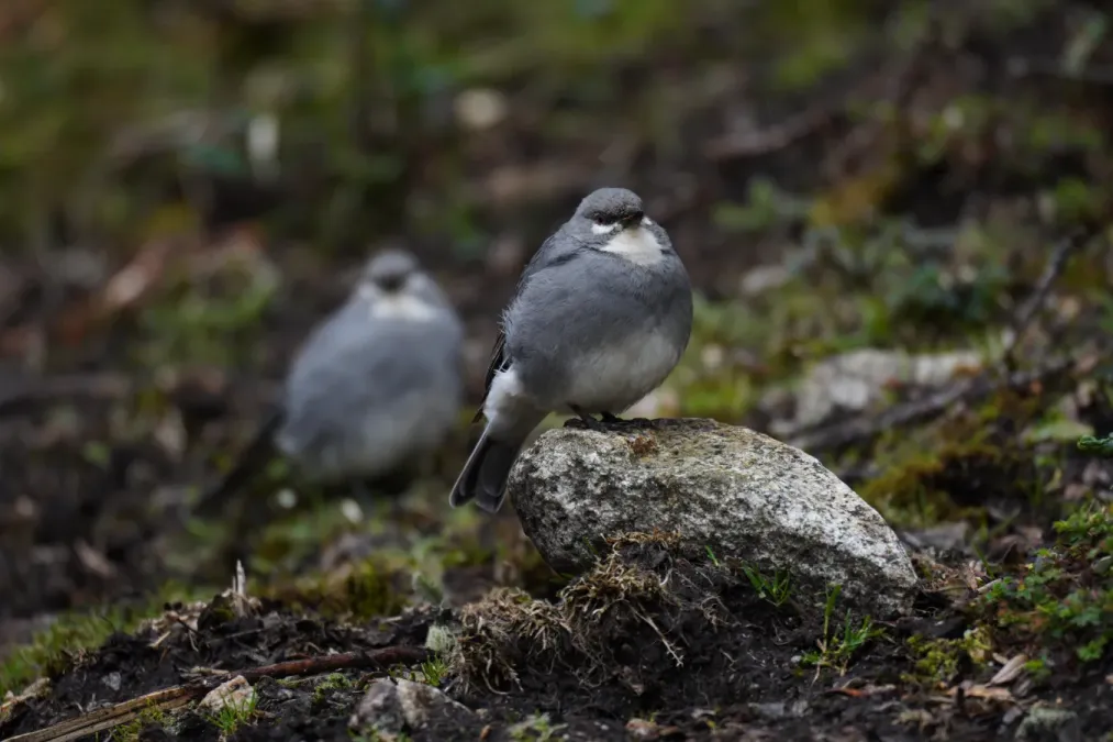 File:Idiopsar speculifer in Quebrada Santa Cruz.jpg