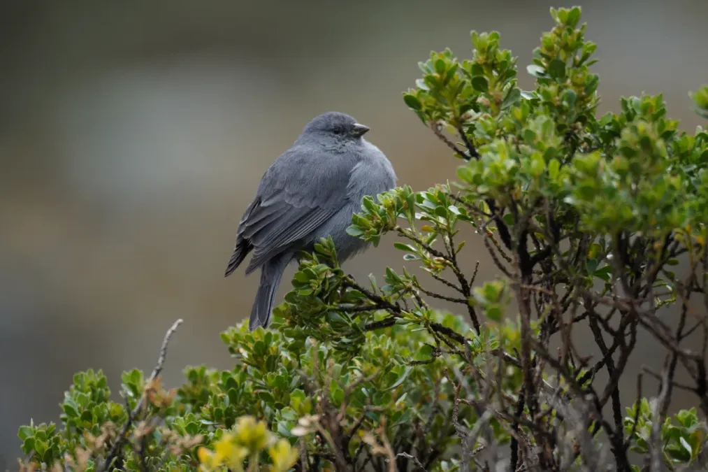 File:Geospizopsis unicolor in Quebrada Santa Cruz.jpg