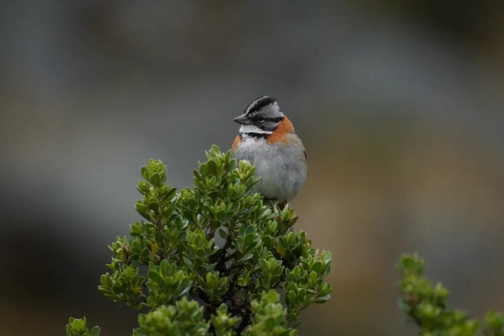 File:Zonotrichia capensis in Quebrada Santa Cruz.jpg