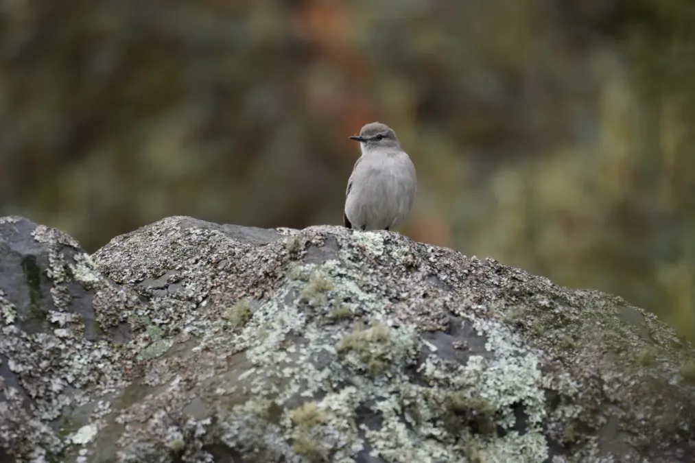 File:Muscisaxicola griseus in Quebrada Santa Cruz.jpg