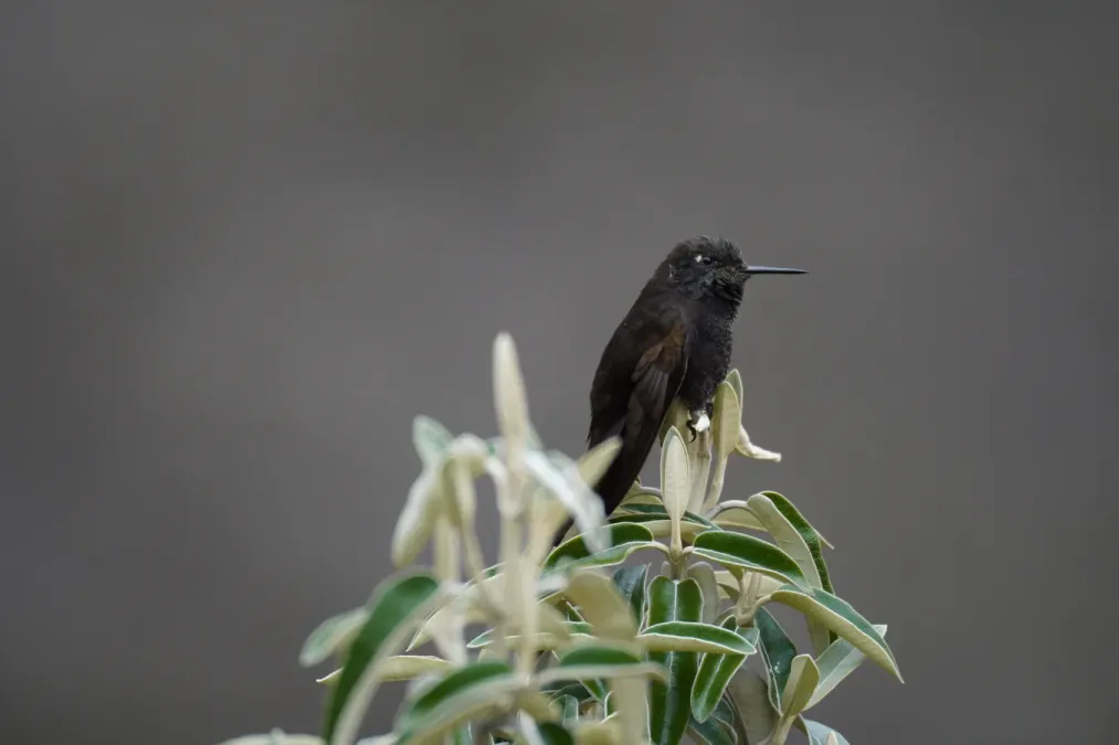 File:Metallura phoebe in Quebrada Santa Cruz.jpg