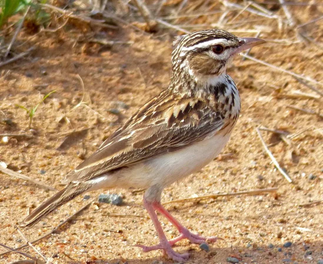 File:Sabota Lark (Calendulauda sabota) (11421288184), crop.jpg