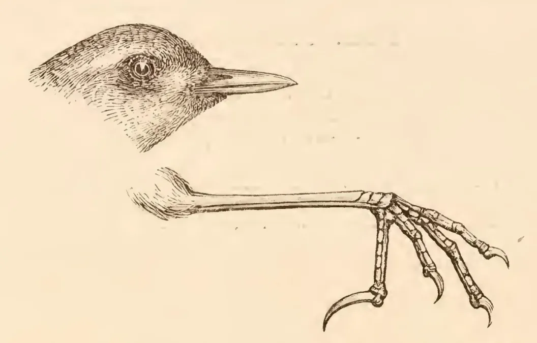 File:Xenicus longipes, Gmelin. Bush-Wren. "Matuhituhi".jpg