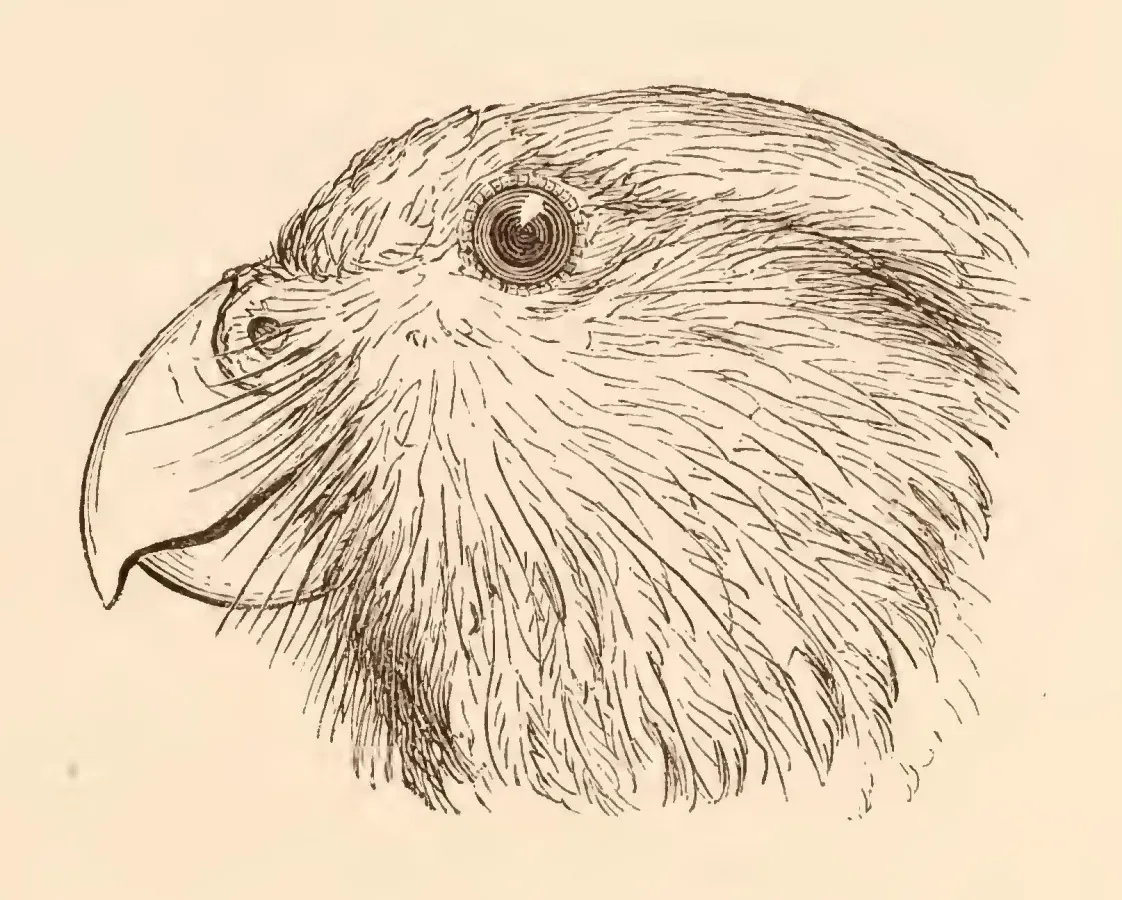 File:Strigops habroptilus, Gray. "Kakapo".jpg