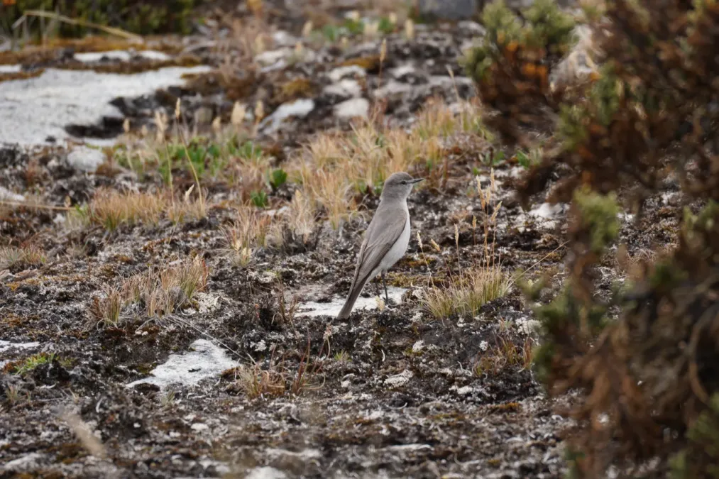 File:Muscisaxicola griseus in Huaripampa ravine, Cordillera Blanca.jpg