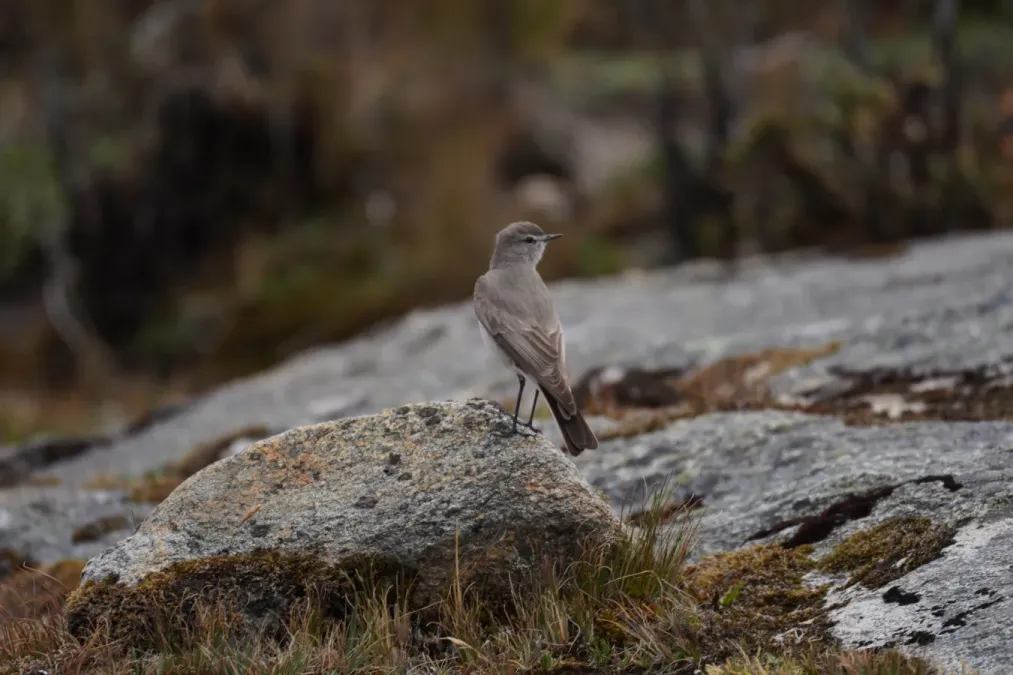 File:Muscisaxicola griseus on rock in Huaripampa ravine, Cordillera Blanca.jpg