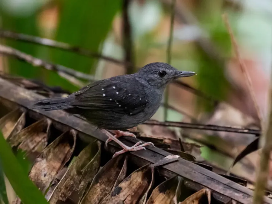 File:Myrmelastes rufifacies Rufous-faced Antbird (male); Porto Velho, Rondônia, Brazil.jpg