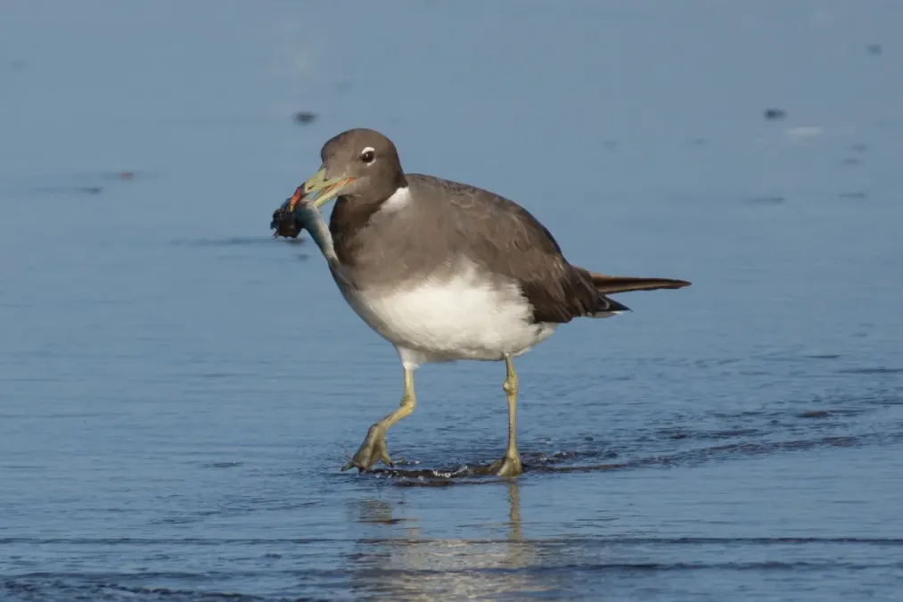 File:Ichthyaetus hemprichii, Qurayyat, Oman 05.jpg