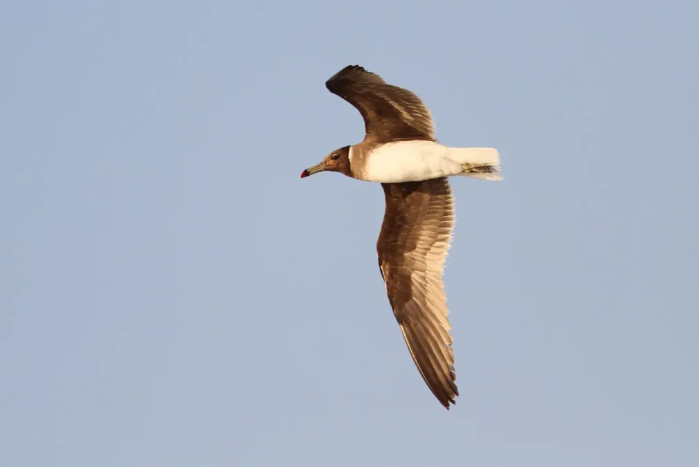 File:Ichthyaetus hemprichii, Salala, Oman 2.jpg