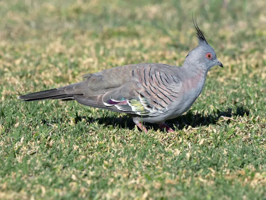File:Ocyphaps lophotes whitlocki, Broome, Western Australia 1.jpg