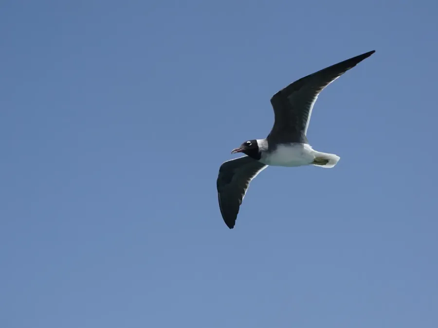 File:Ichthyaetus leucophthalmus, Hurghada, Egypt 2.jpg