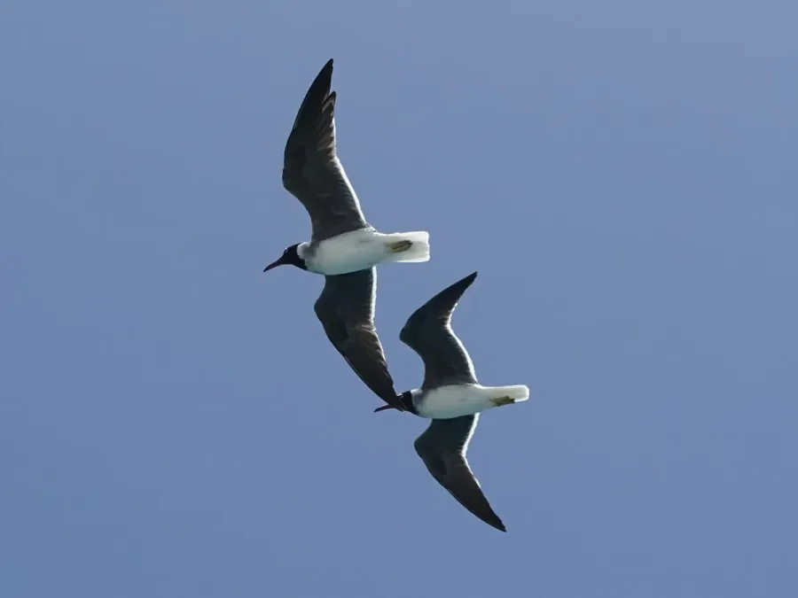 File:Ichthyaetus leucophthalmus, Hurghada, Egypt 3.jpg