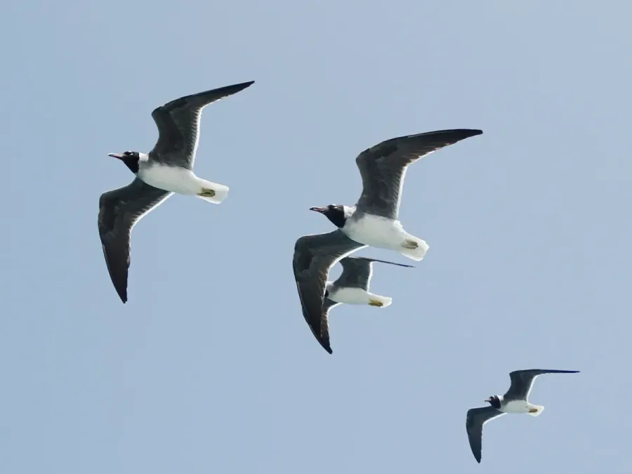 File:Ichthyaetus leucophthalmus, Hurghada, Egypt 4.jpg