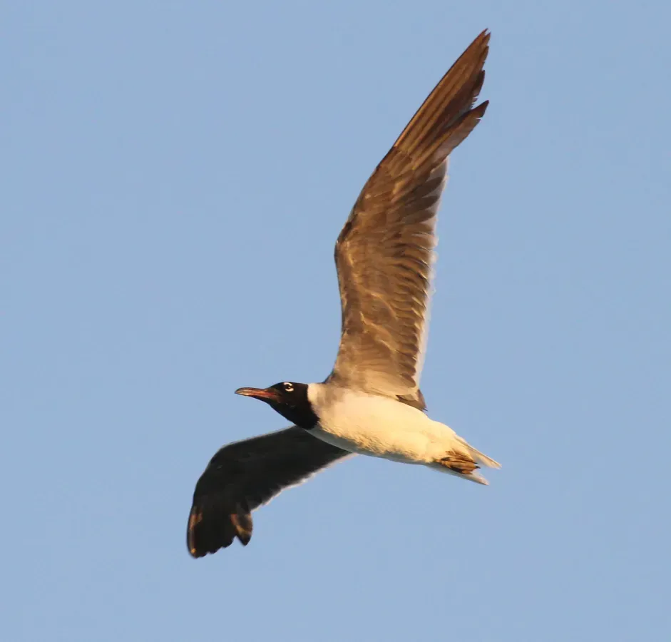 File:Ichthyaetus leucophthalmus, Hurghada, Egypt 5.jpg
