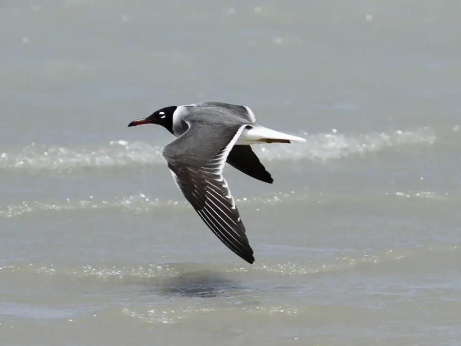 File:Ichthyaetus leucophthalmus, Qesm Shlatin, Egypt 2.jpg