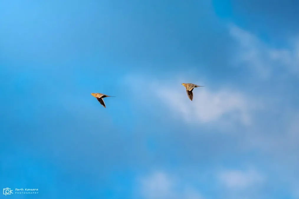 File:Pterocles exustus 237355486.jpg