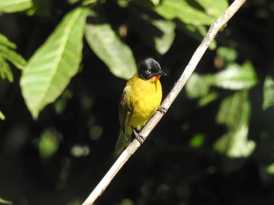 File:Flame-throated Bulbul Rubigula gularis by Raju Kasambe DSCN2578 04.jpg