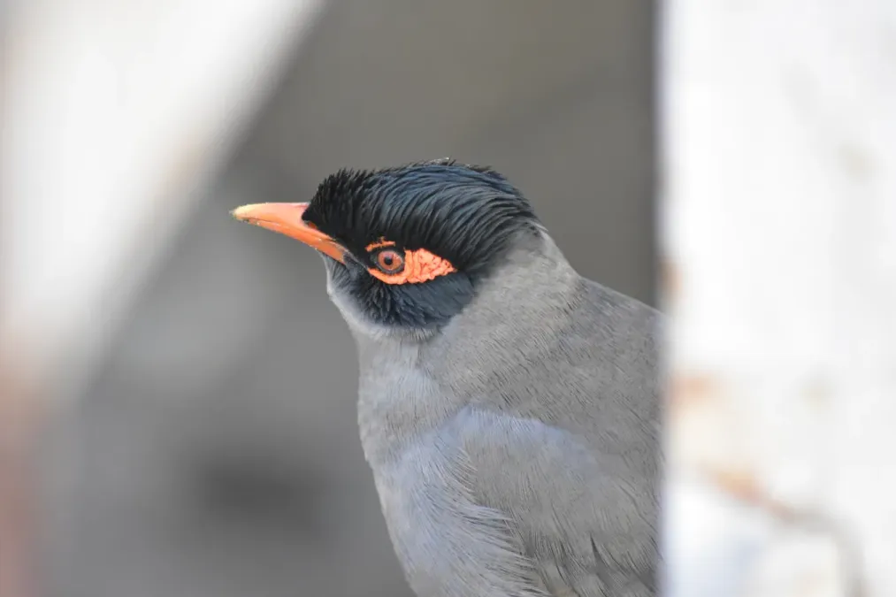File:Bank myna Acridotheres ginginianus.jpg