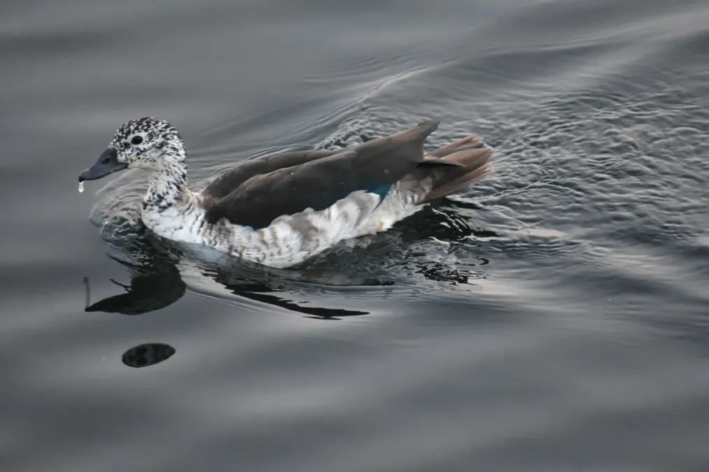 File:Knob-billed duck Sarkidiornis melanotos.jpg