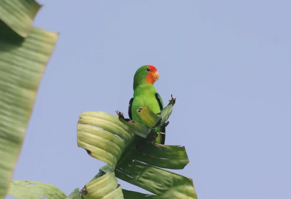 File:Agapornis pullarius 132892357.jpg