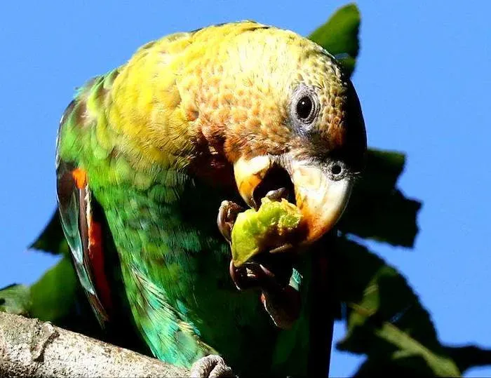 File:Poicephalus robustus 102396582.jpg