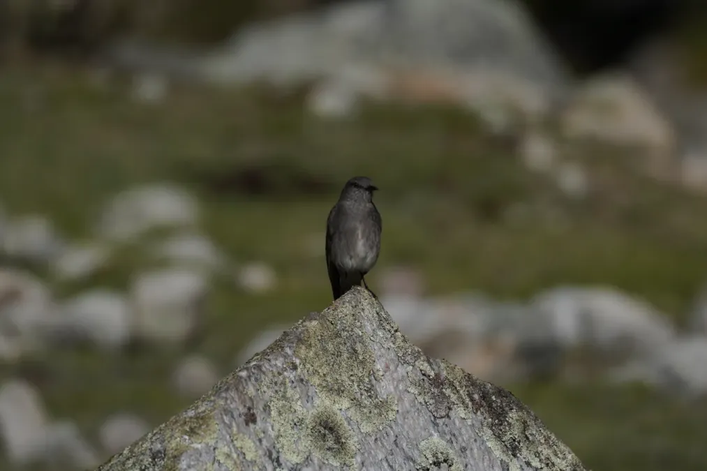 File:Cnemarchus rufipennis in Santa Cruz ravine, Cordillera Blanca 2.jpg