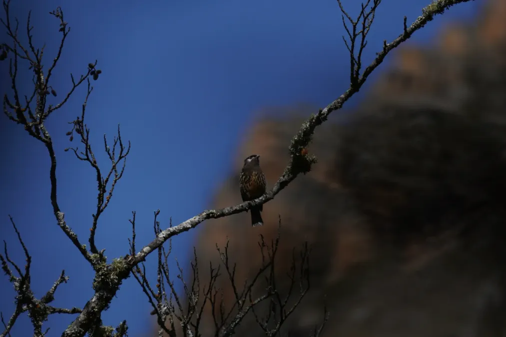 File:Zaratornis stresemanni in Santa Cruz ravine, Cordillera Blanca 1.jpg
