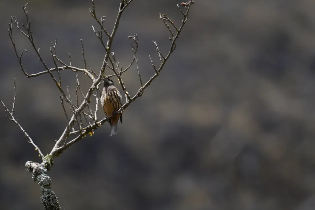 File:Zaratornis stresemanni in Santa Cruz ravine, Cordillera Blanca 2.jpg