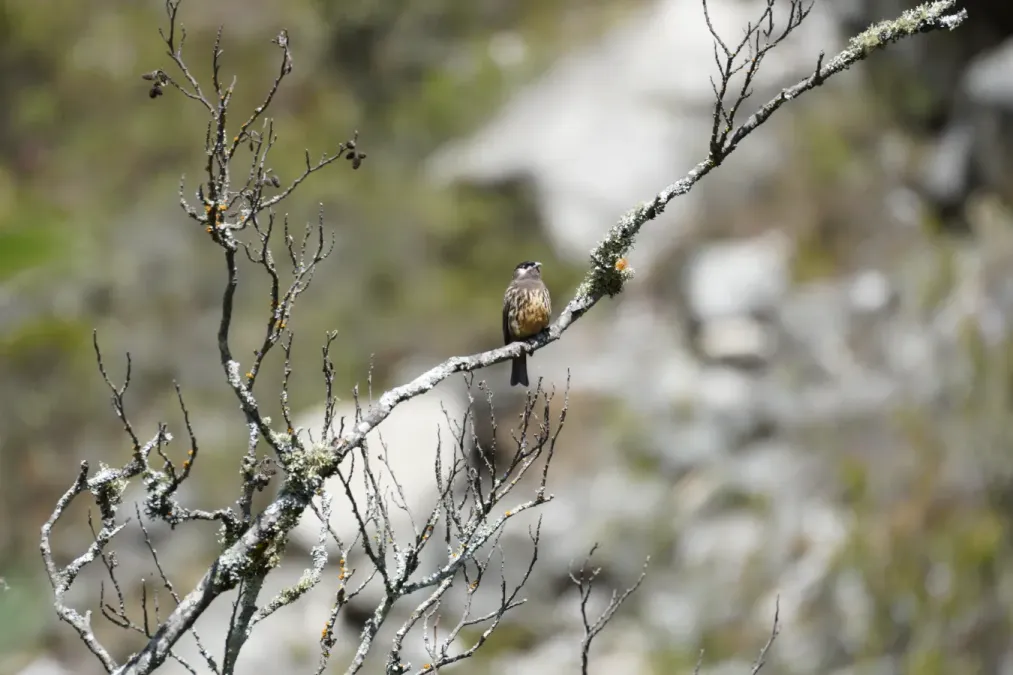 File:Zaratornis stresemanni in Santa Cruz ravine, Cordillera Blanca 3.jpg