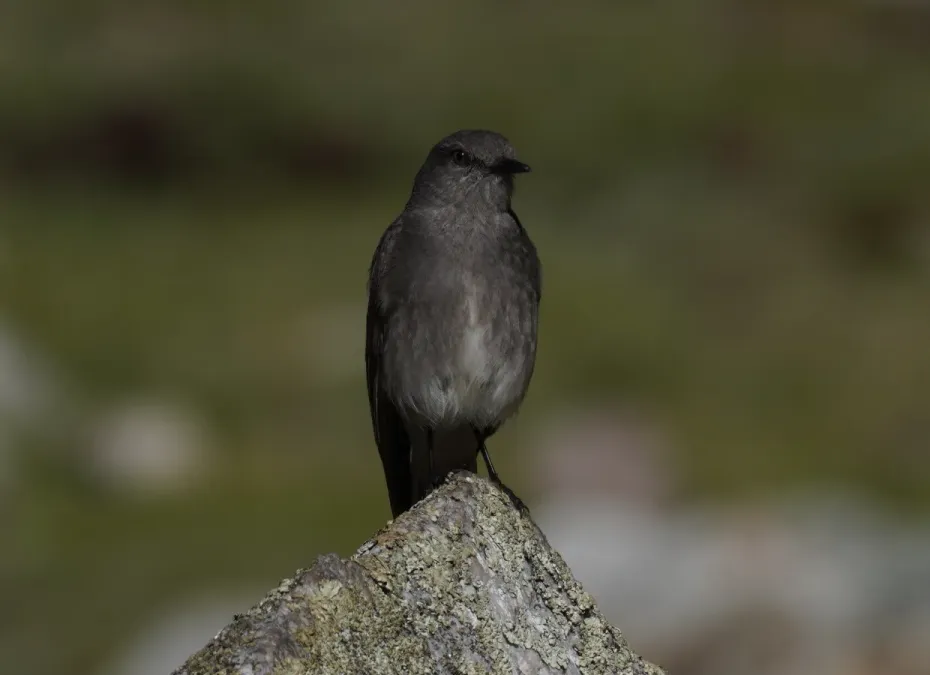File:Cnemarchus rufipennis in Santa Cruz ravine, Cordillera Blanca 2 (cropped).jpg