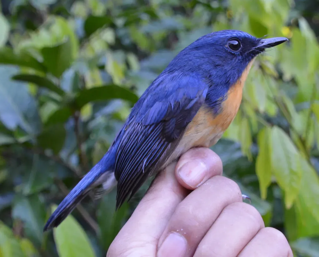 File:Cyornis kadayangensis male.jpg