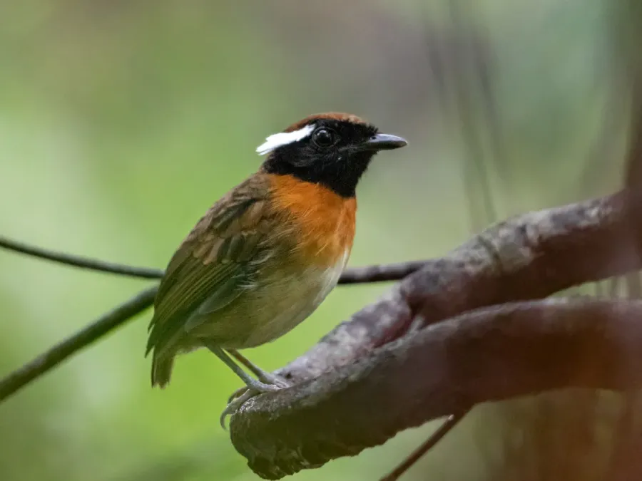 File:Conopophaga aurita Chestnut-belted Gnateater (male), Novo Airão, Amazonas, Brazil.jpg