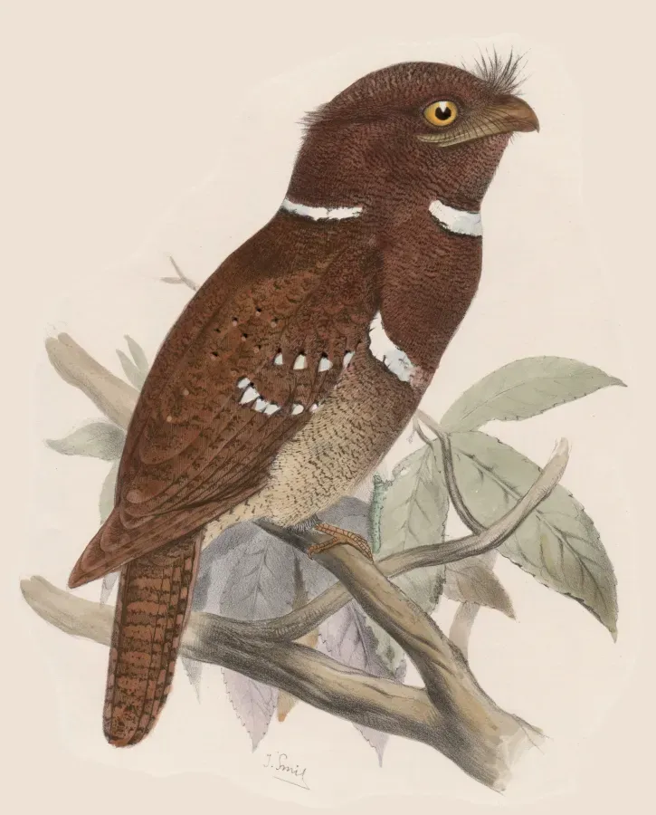 File:Batrachostomus septimus 02.jpg