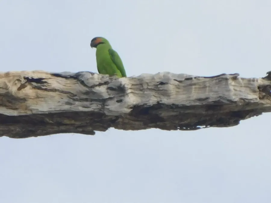 File:Psittacula longicauda, Great Nicobar YDXJ0040 05.jpg