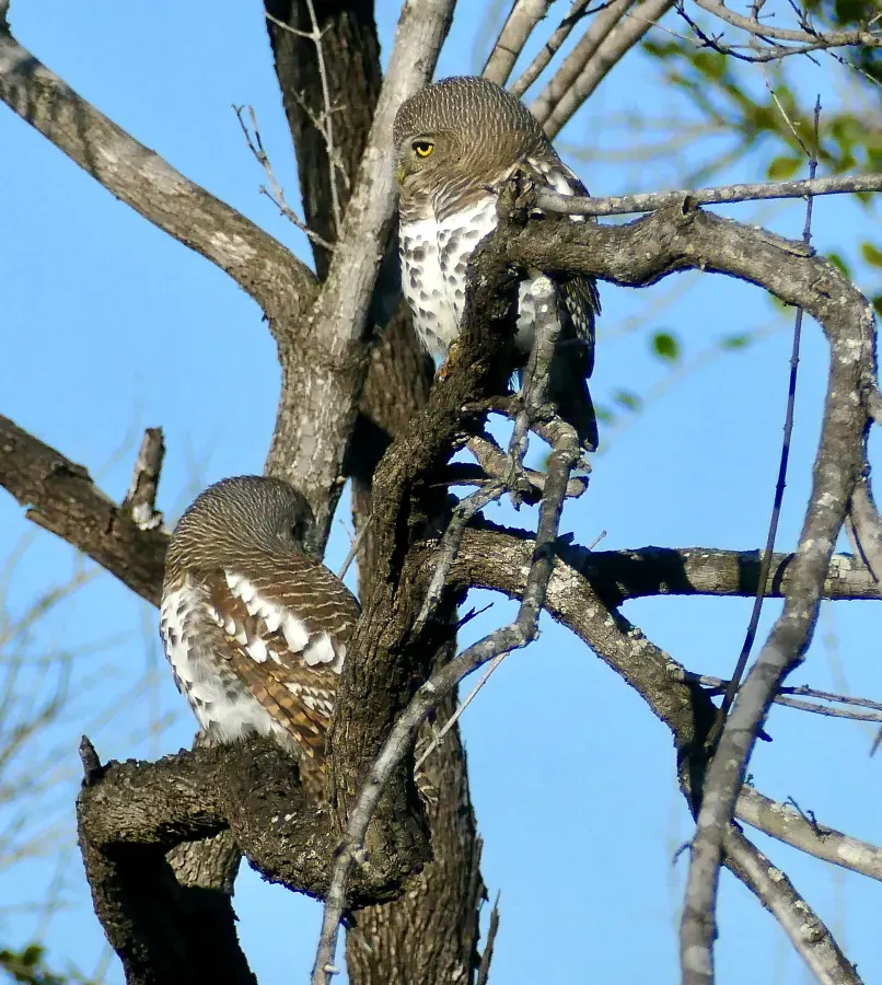 File:African Barred Owlets (Glaucidium capense) (52488226769).jpg