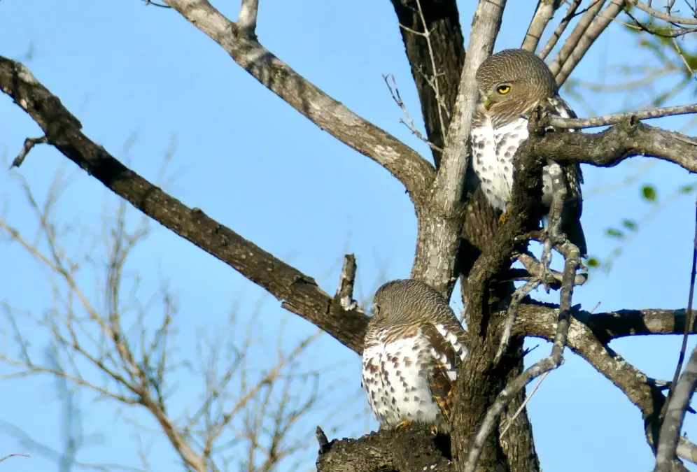File:African Barred Owlets (Glaucidium capense) (52120981681).jpg