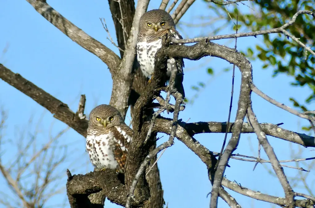 File:African Barred Owlets (Glaucidium capense) (52121483155).jpg