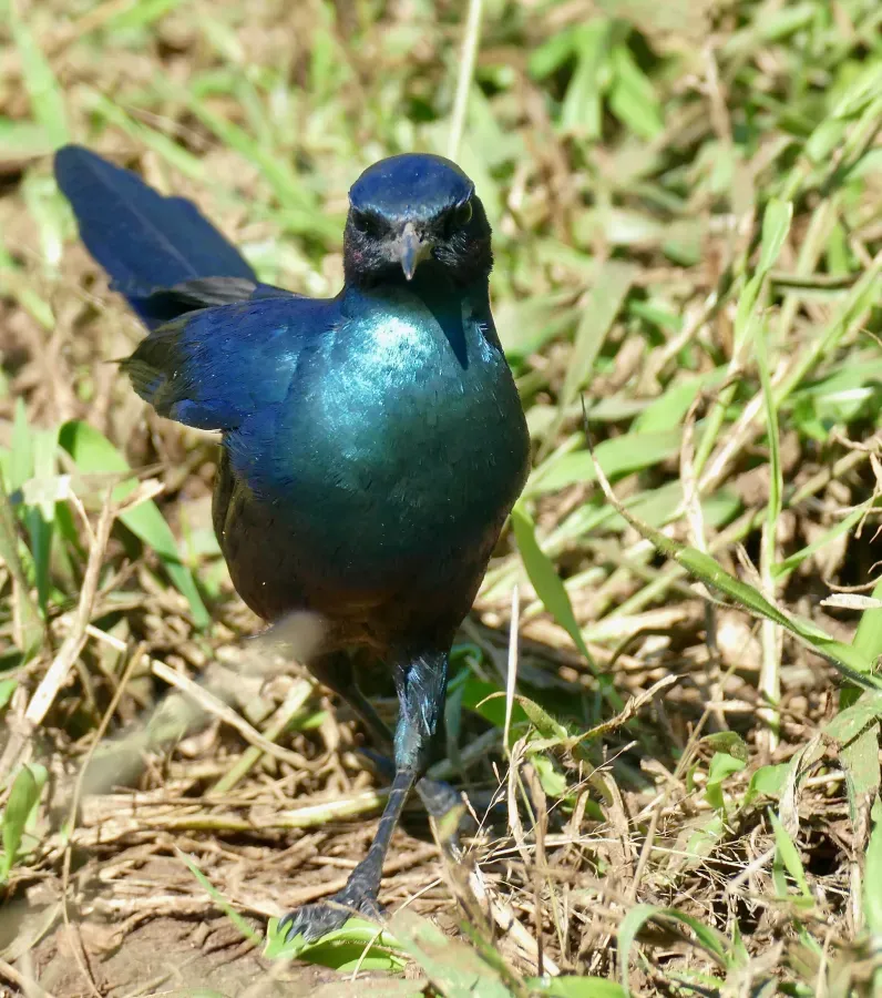 File:Burchell's Starling (Lamprotornis australis) (52485741820).jpg