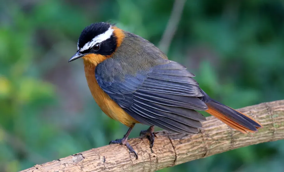 File:White-browed robin-chat (Cossypha heuglini) (52488925376).jpg