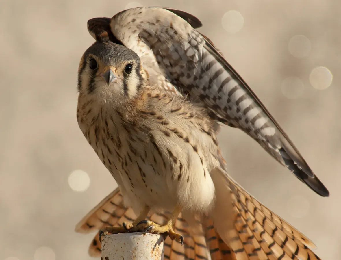 File:Falco sparverius cinnamonimus.jpg