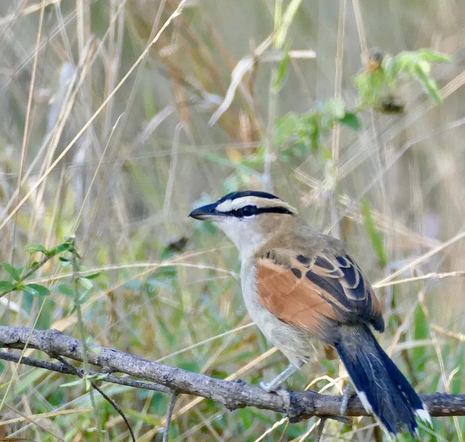 File:Black-crowned Tchagra (Tchagra senegalus) (52123494338).jpg