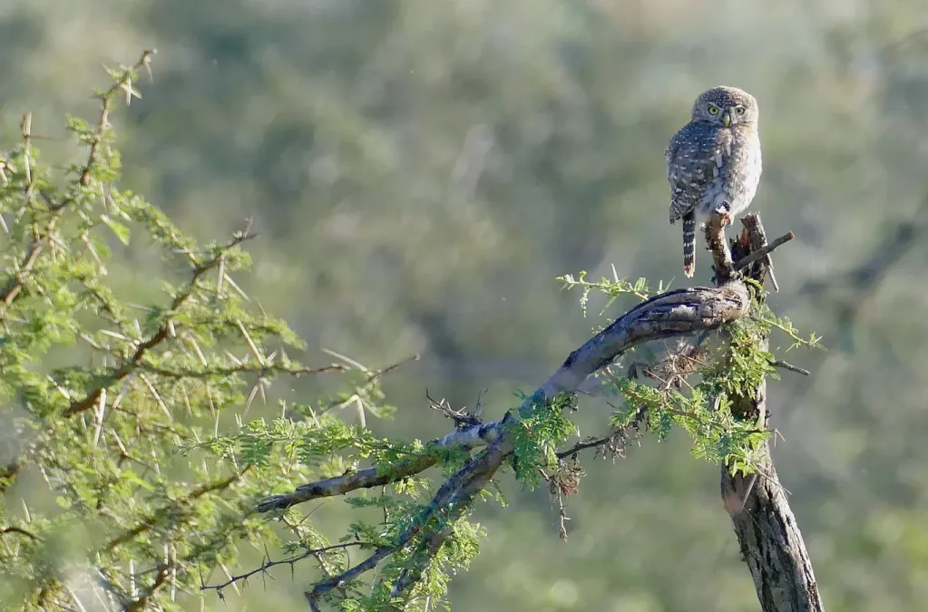File:Pearl-spotted Owlet (Glaucidium perlatum) (52494508505).jpg