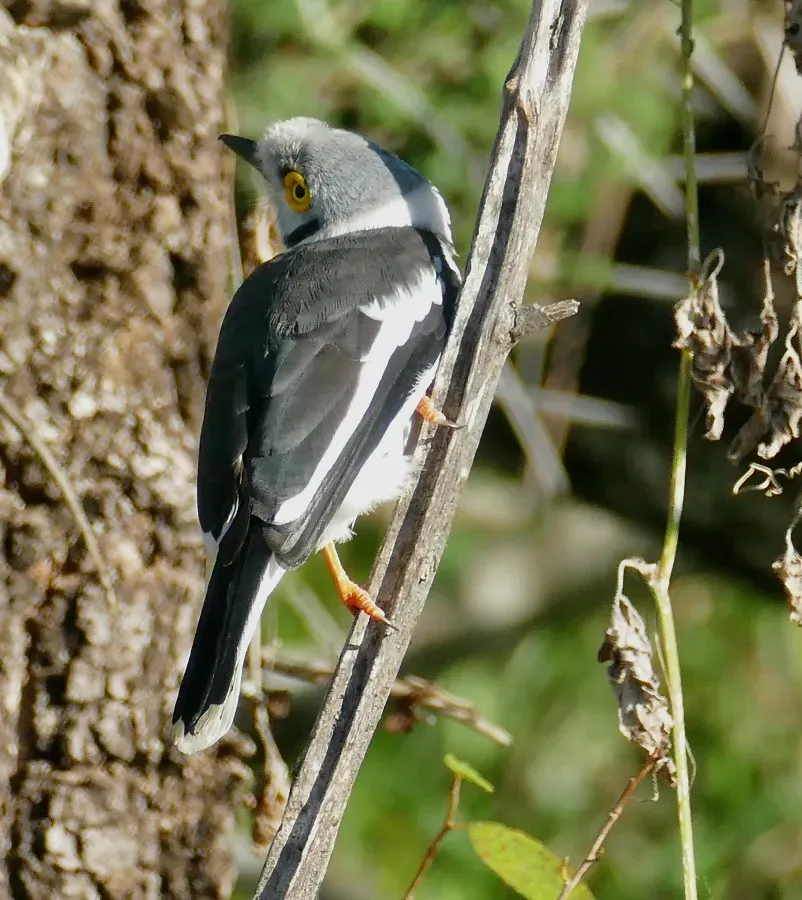 File:White-crested Helmetshrike (Prionops plumatus) (52492453691).jpg
