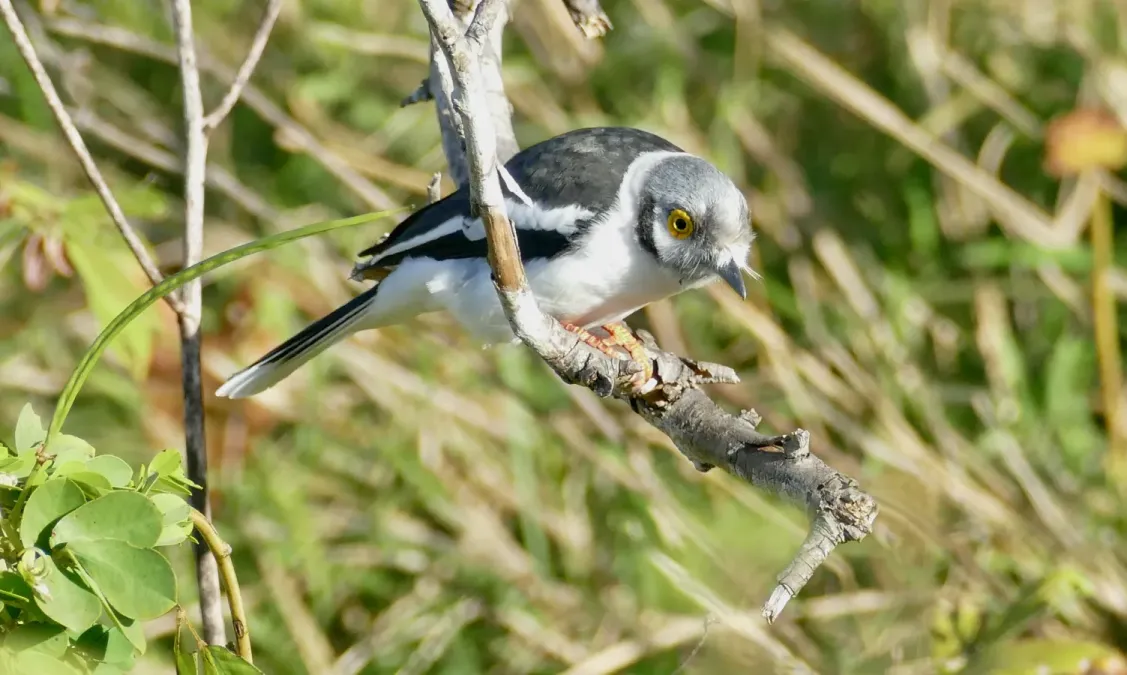 File:White-crested Helmetshrike (Prionops plumatus) (52492916305).jpg